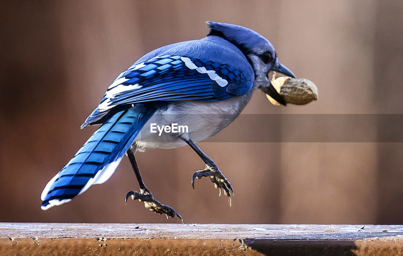 A bluejay finds a peanut on a frozen backyard bird bath