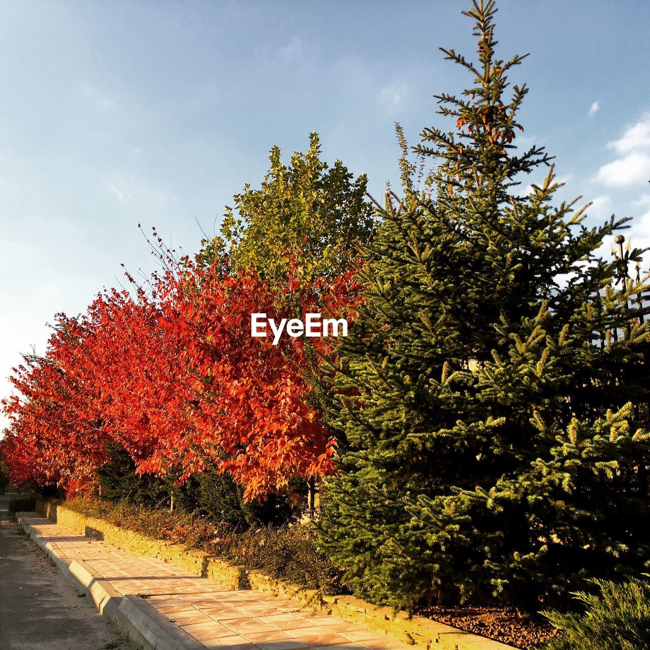 TREES GROWING ON FOOTPATH IN PARK