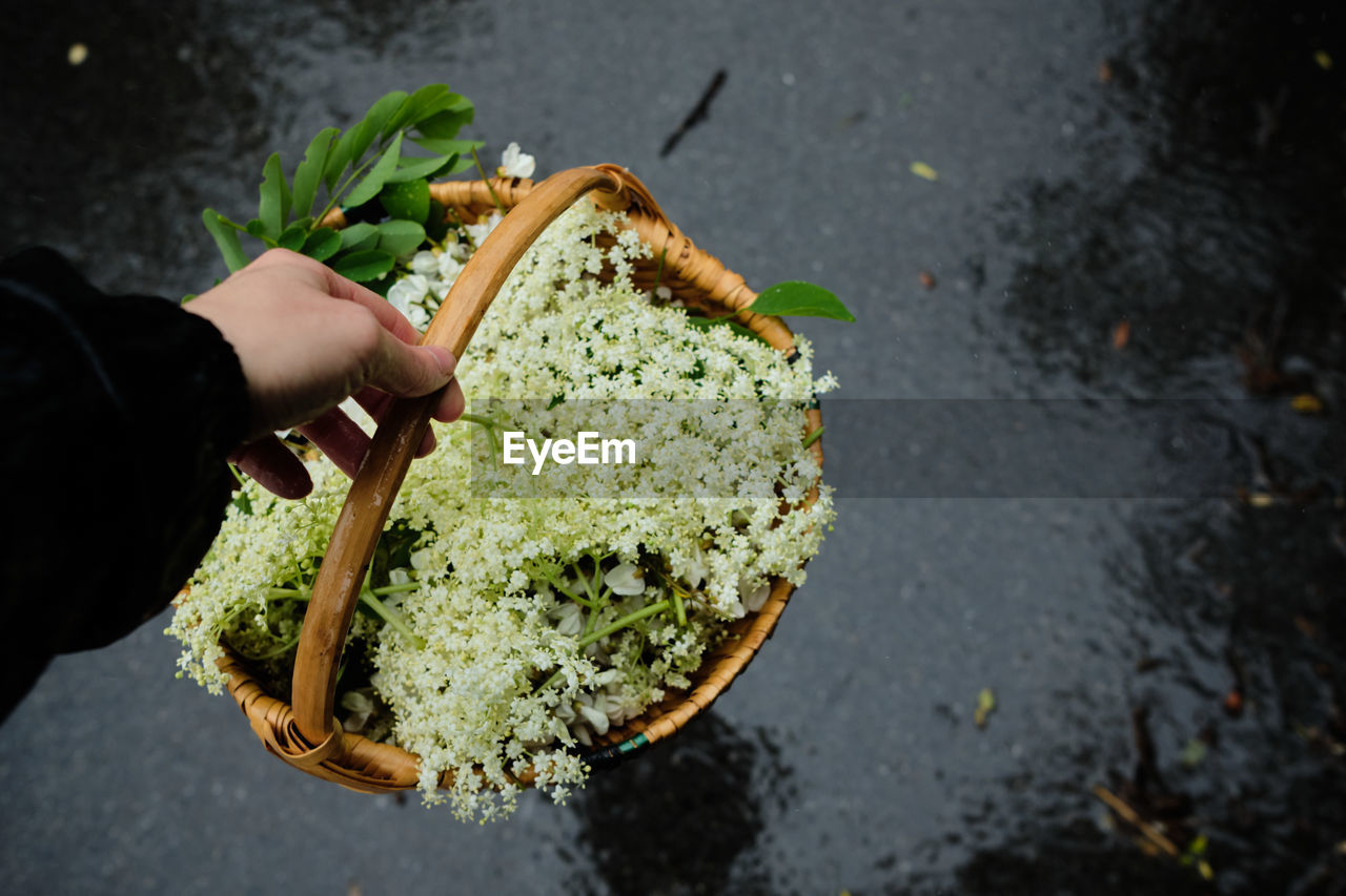 High angle view of person holding basket of elderflower