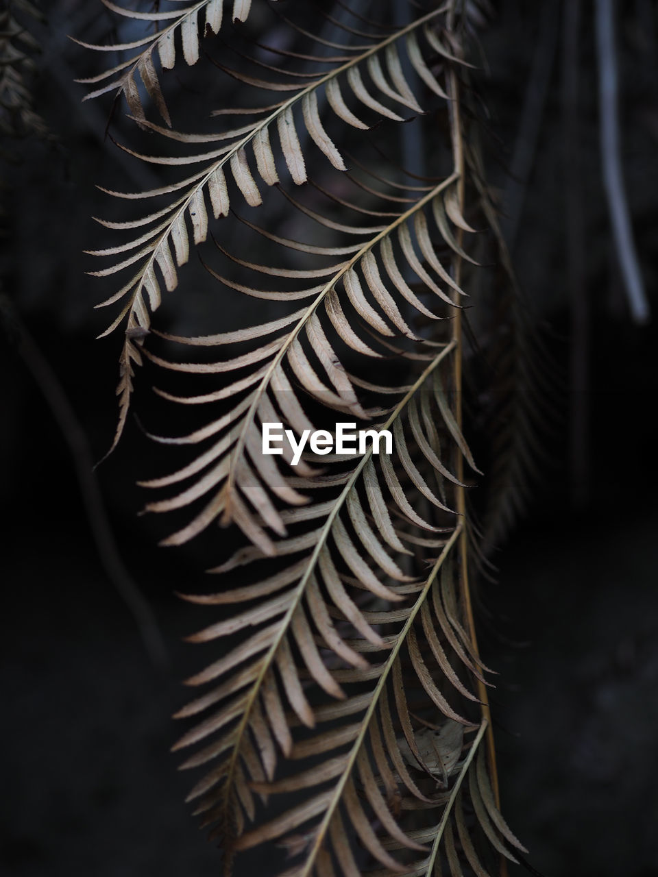 Closeup of beautiful dry leaves in the rain forest of blue mountain, australia.