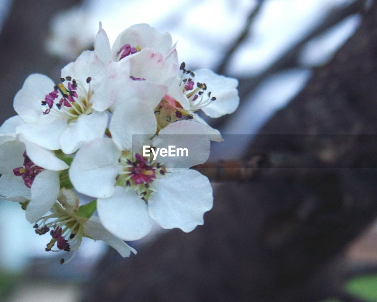 CLOSE-UP OF WHITE BLOSSOMS