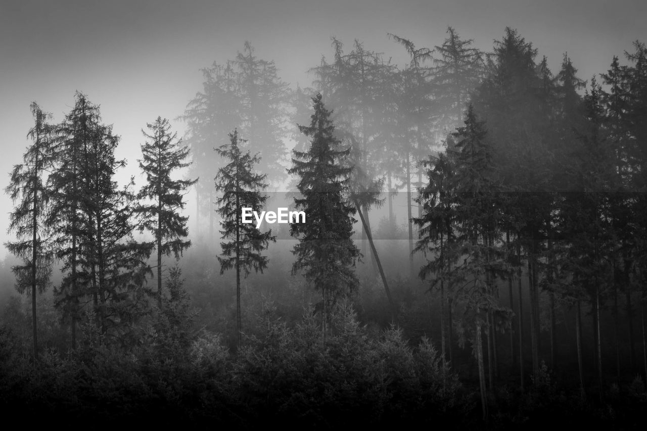 Pine trees in forest against sky