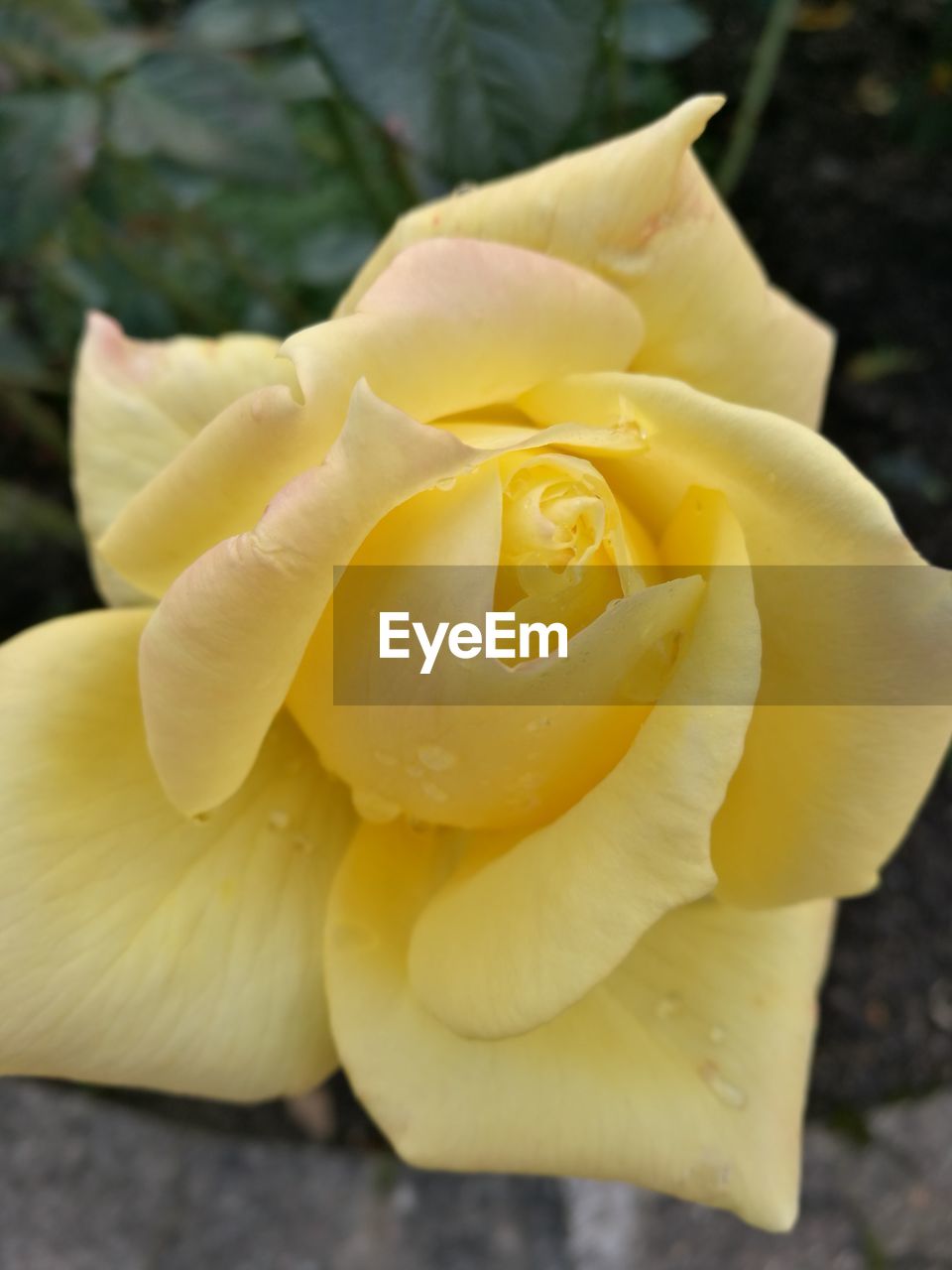 CLOSE-UP OF YELLOW FLOWERS BLOOMING OUTDOORS