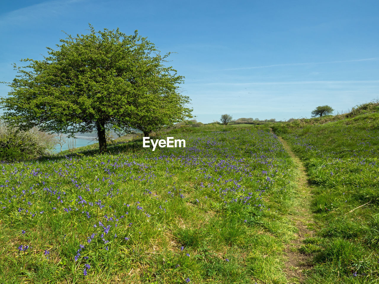 Trees growing on field against sky