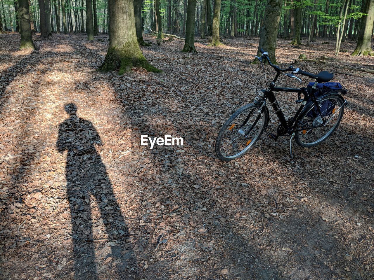 SHADOW OF BICYCLE ON TREE TRUNK