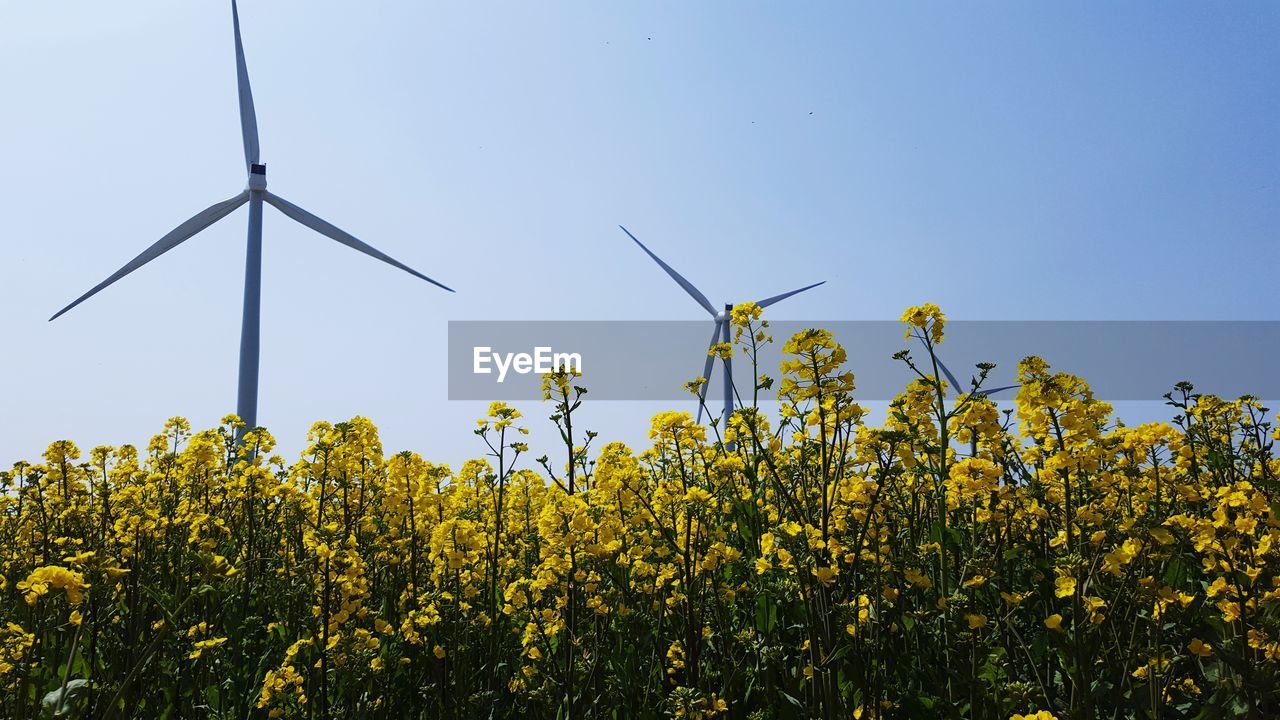 Low angle view of windmills in rapeseed farm against clear sky