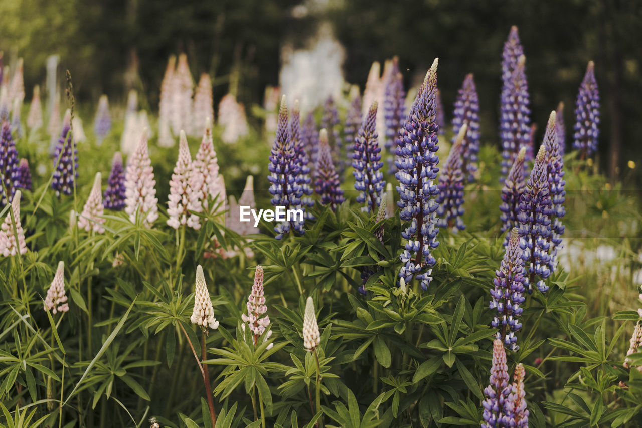 Close-up of purple flowering plants on field