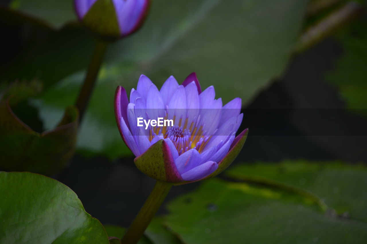 CLOSE-UP OF PURPLE LOTUS WATER LILY IN POND
