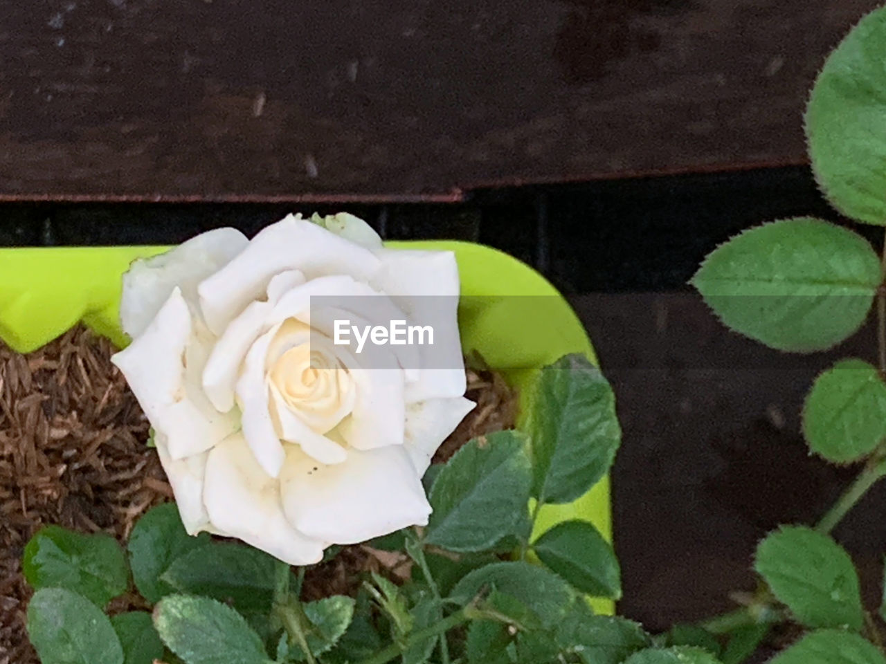 HIGH ANGLE VIEW OF ROSES ON ROSE