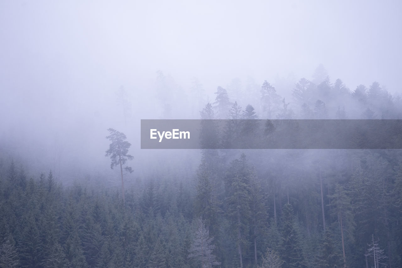Low angle view of trees in foggy weather