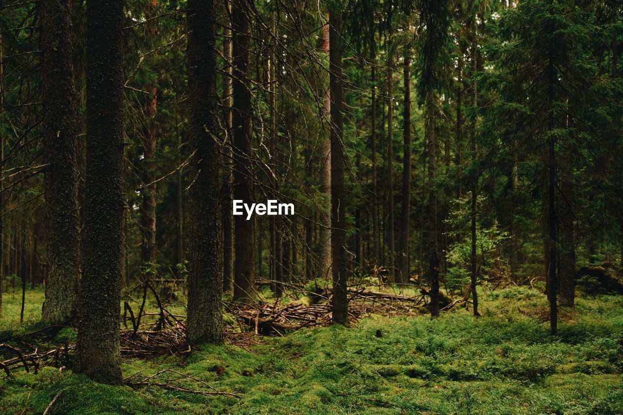 View of trees in forest