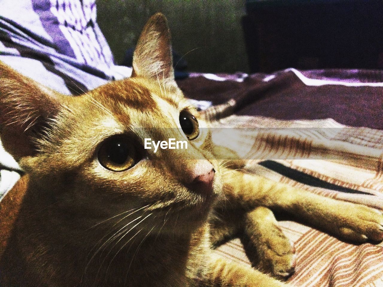 Close-up of cat relaxing on bed at home