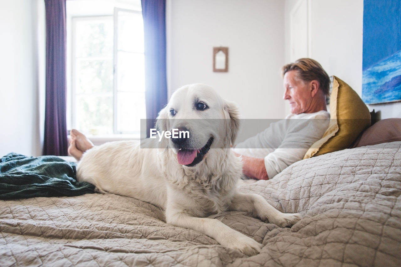 Dog looking away while relaxing with senior pet owner on bed at home