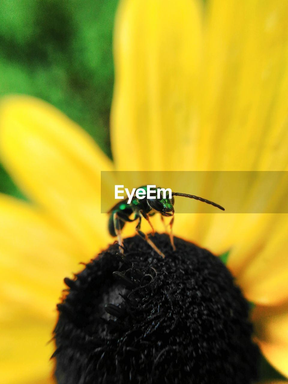 Close-up of insect on yellow flower