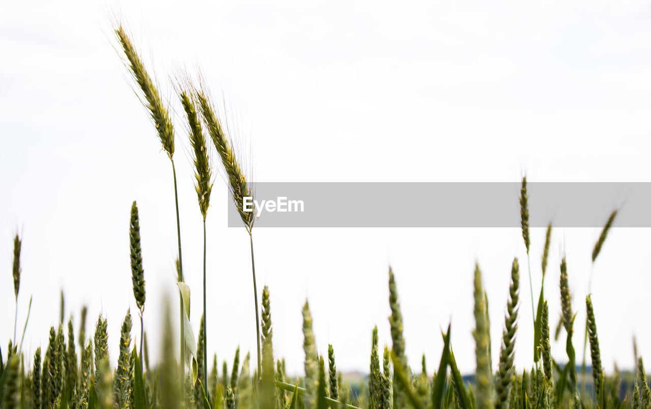 CLOSE-UP OF WHEAT FIELD AGAINST CLEAR SKY