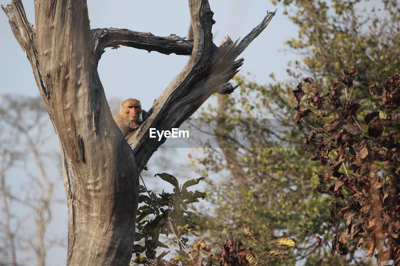 LOW ANGLE VIEW OF BIRD PERCHING ON BRANCH