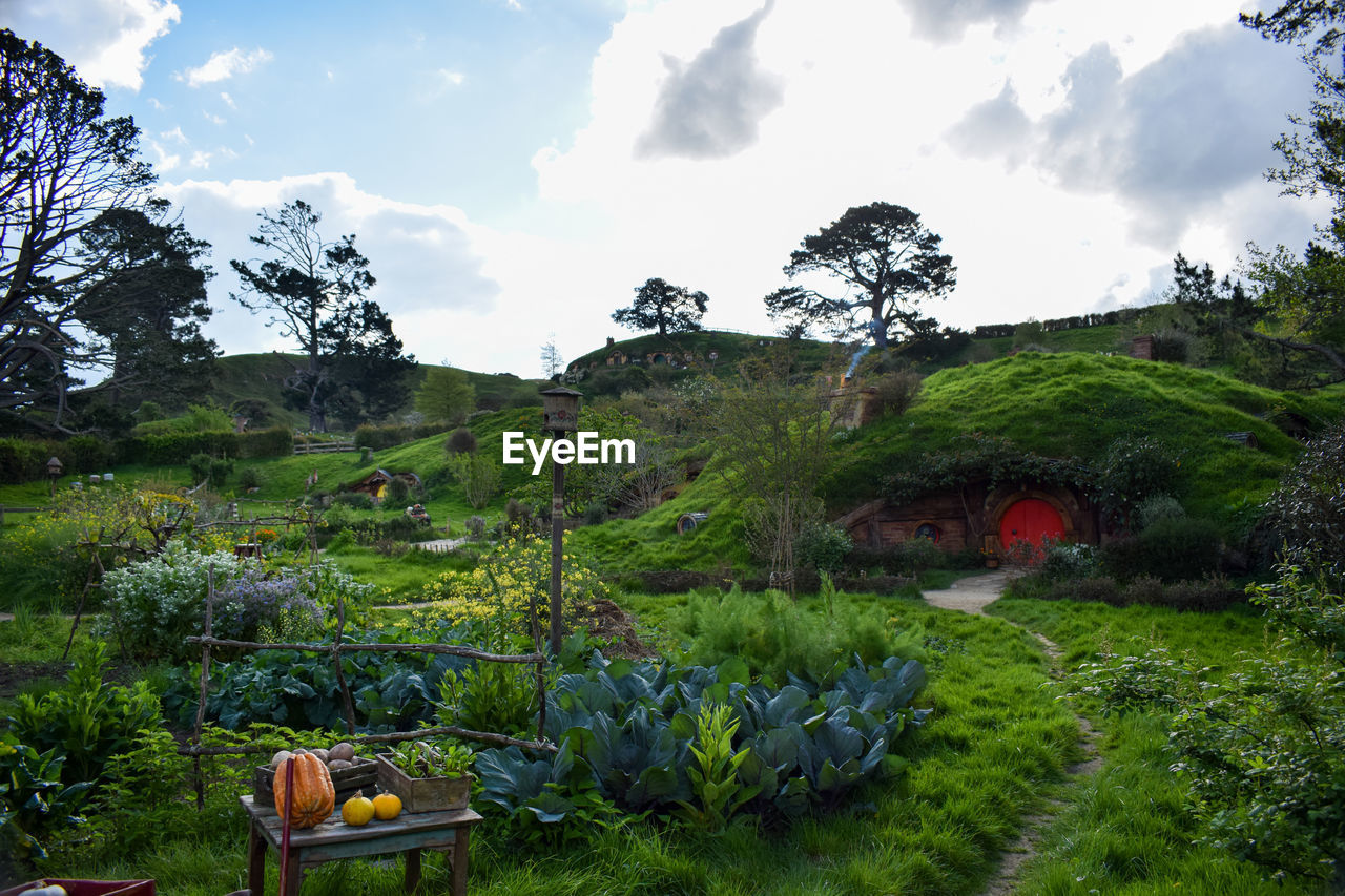 PANORAMIC VIEW OF AGRICULTURAL FIELD AGAINST SKY