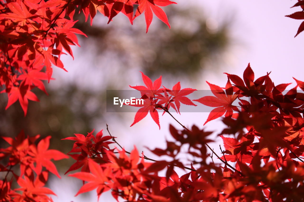 Close-up of red maple leaves 