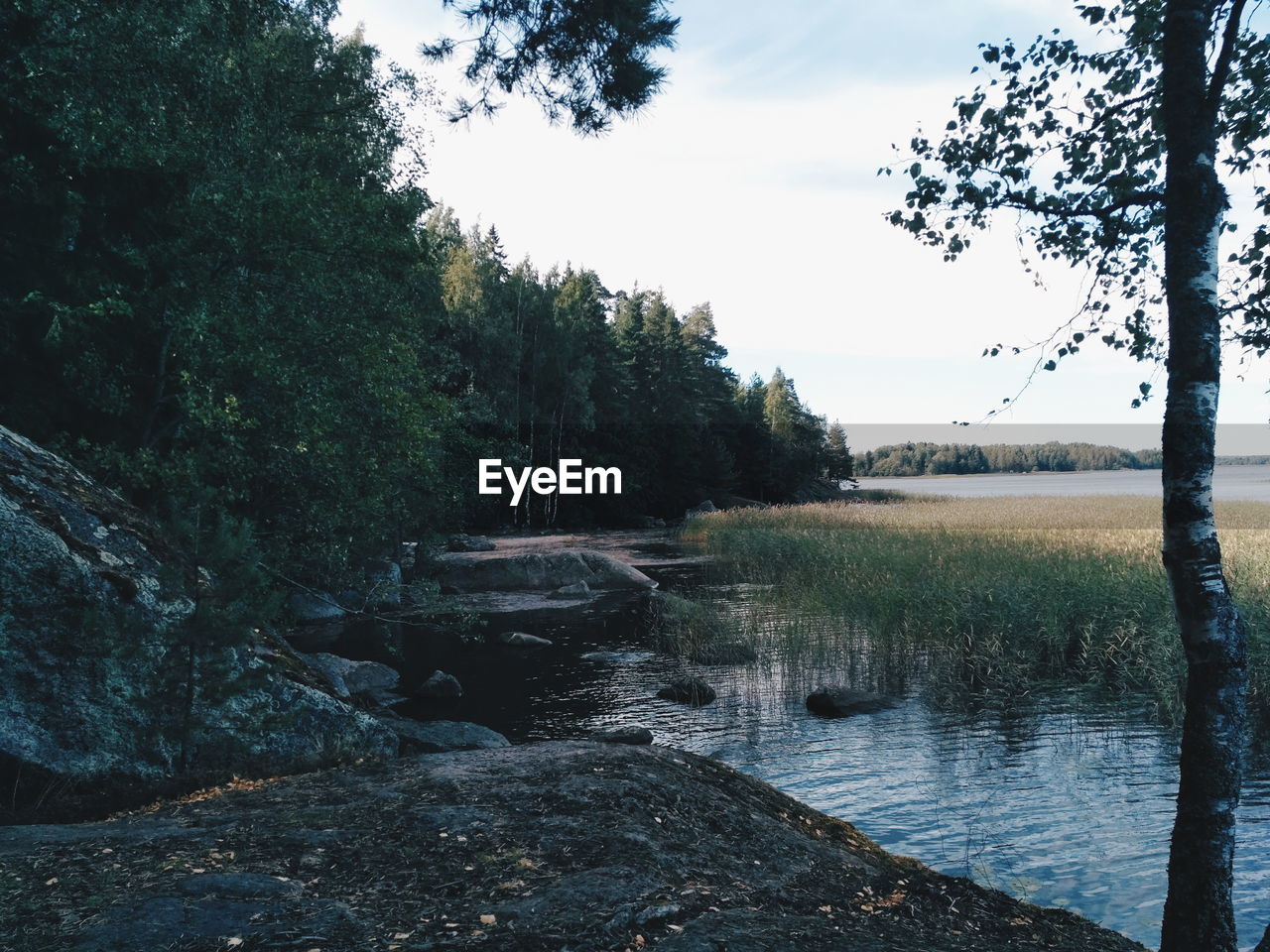 LAKE IN FOREST AGAINST SKY