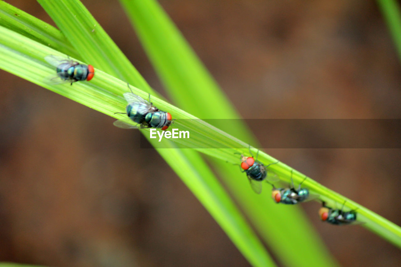 green, animal themes, insect, animal, animal wildlife, close-up, wildlife, macro photography, plant stem, nature, plant, one animal, no people, focus on foreground, grass, dragonflies and damseflies, plant part, leaf, water, macro, outdoors, day