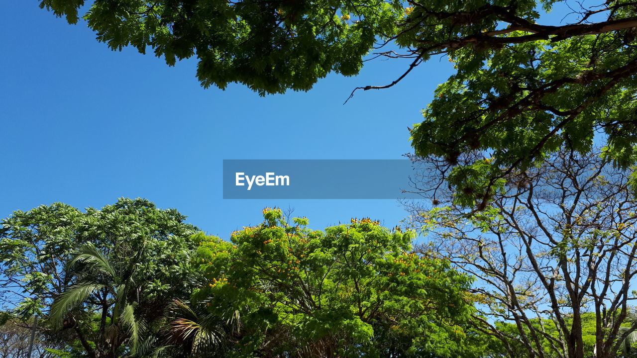 LOW ANGLE VIEW OF TREES AGAINST CLEAR BLUE SKY