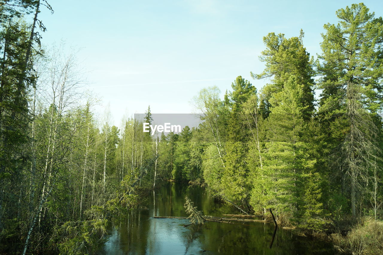 SCENIC VIEW OF LAKE AMIDST TREES AGAINST SKY