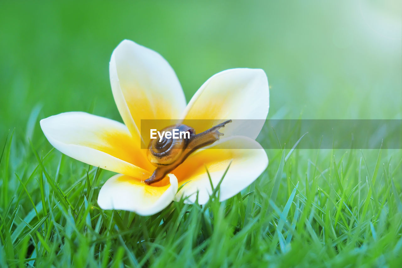 Close-up of snail  yellow crocus flower on field