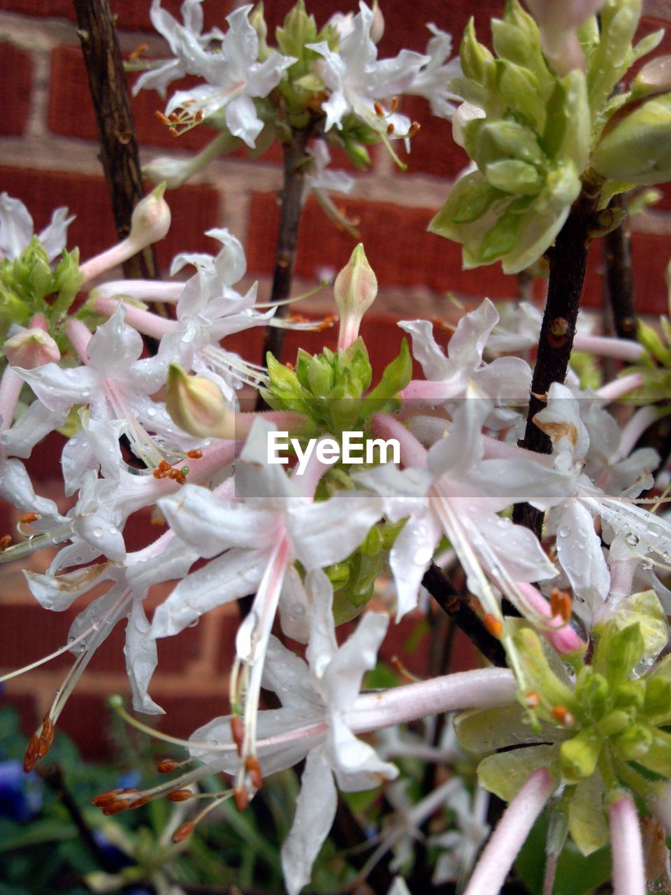 CLOSE-UP OF WHITE FLOWERS