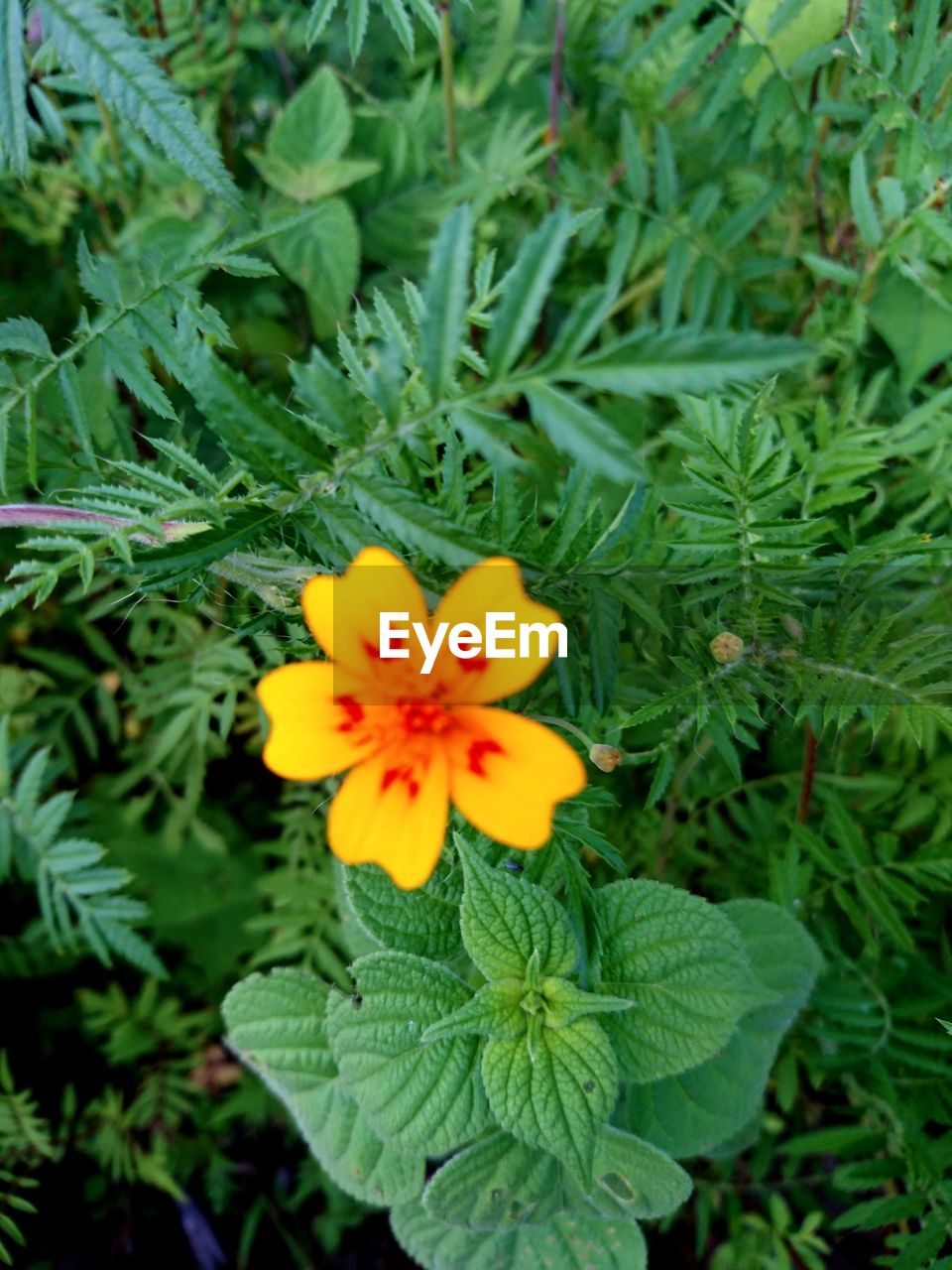 Flower Plant Growth Fragility Nature Flower Head Petal Beauty In Nature Green Color Outdoors Leaf Blooming No People Freshness Day Close-up Yellow Flower The Week On EyeEm EyeEmNewHere Paint The Town Yellow
