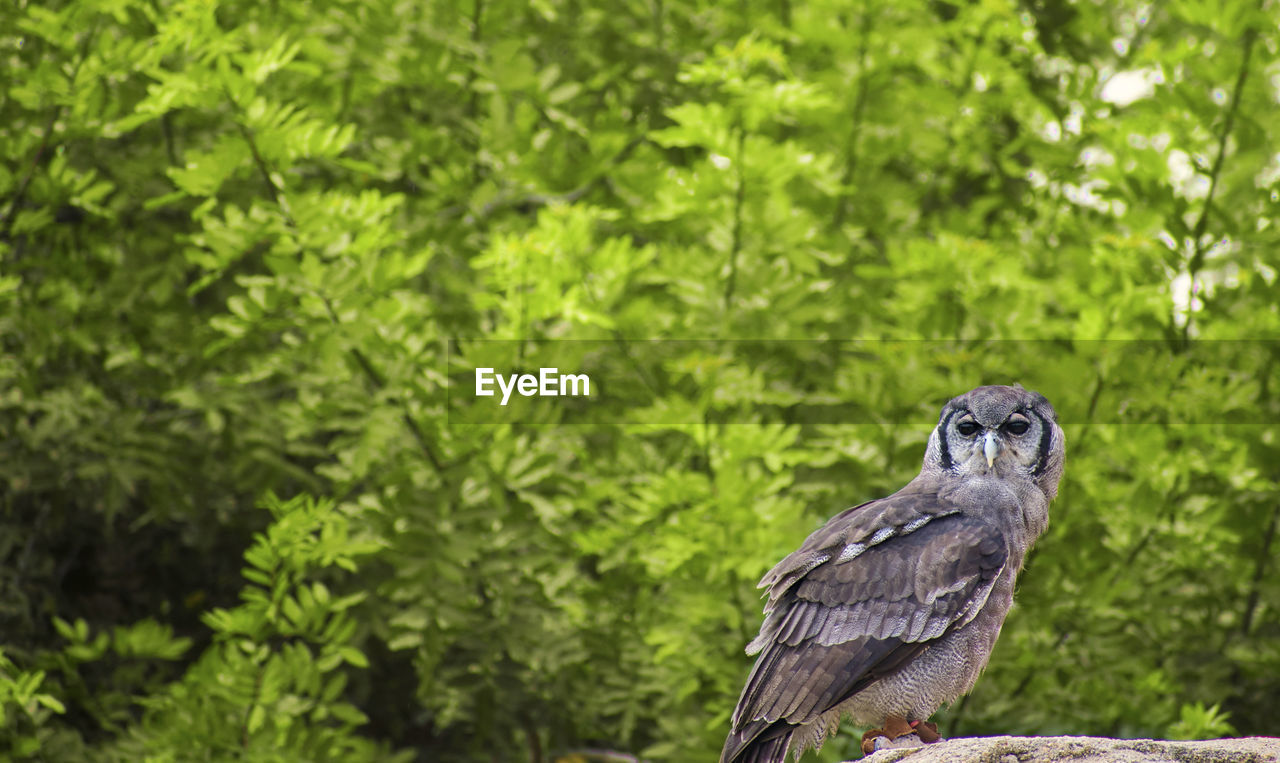 BIRD PERCHING ON BRANCH