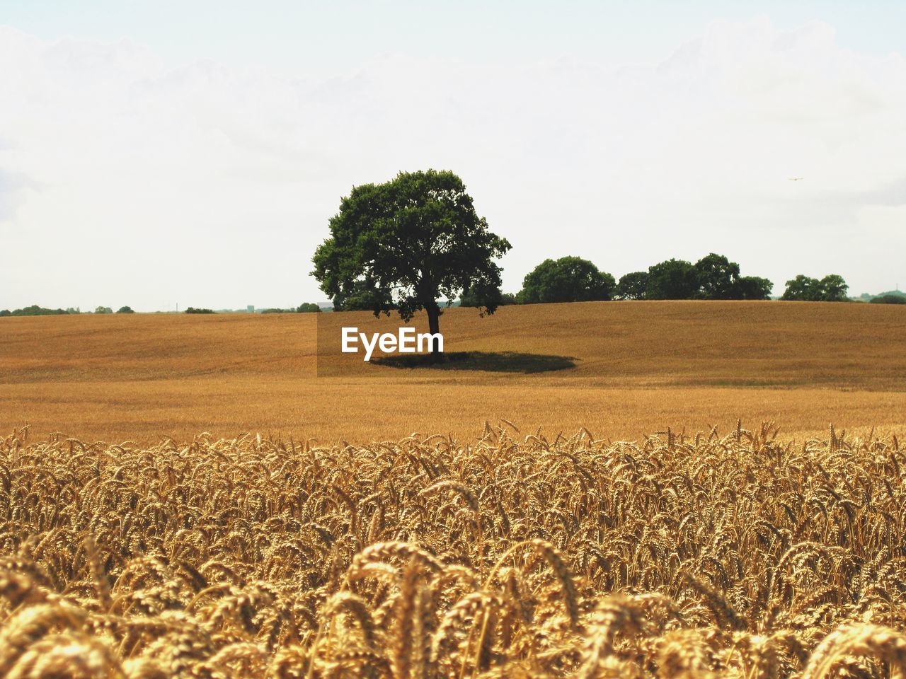 SCENIC VIEW OF FARM AGAINST SKY