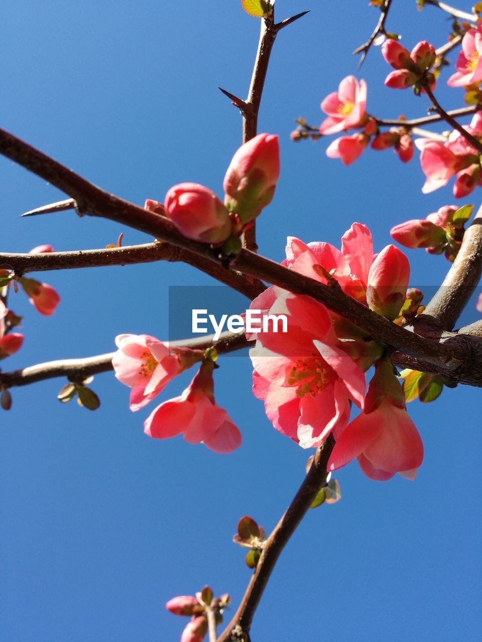 LOW ANGLE VIEW OF PINK FLOWERS BLOOMING ON BRANCH