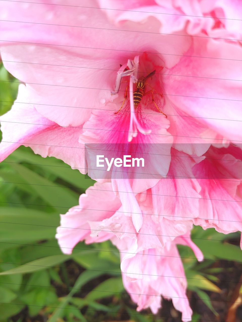 CLOSE-UP OF PINK FLOWERS