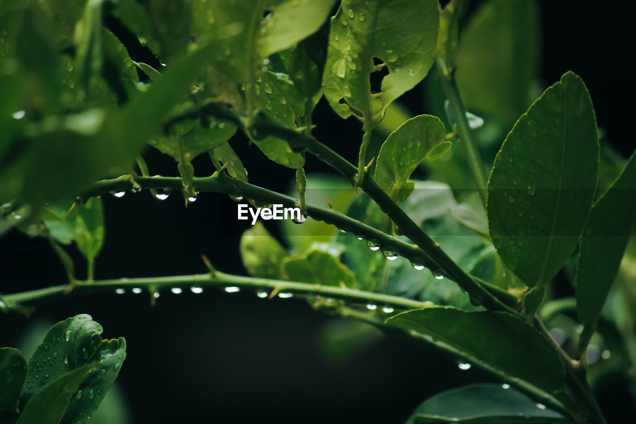 Close-up of wet plant leaves during rainy season