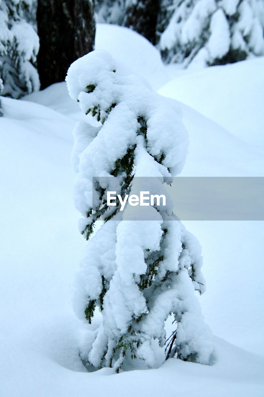 CLOSE-UP OF SNOW COVERED TREE