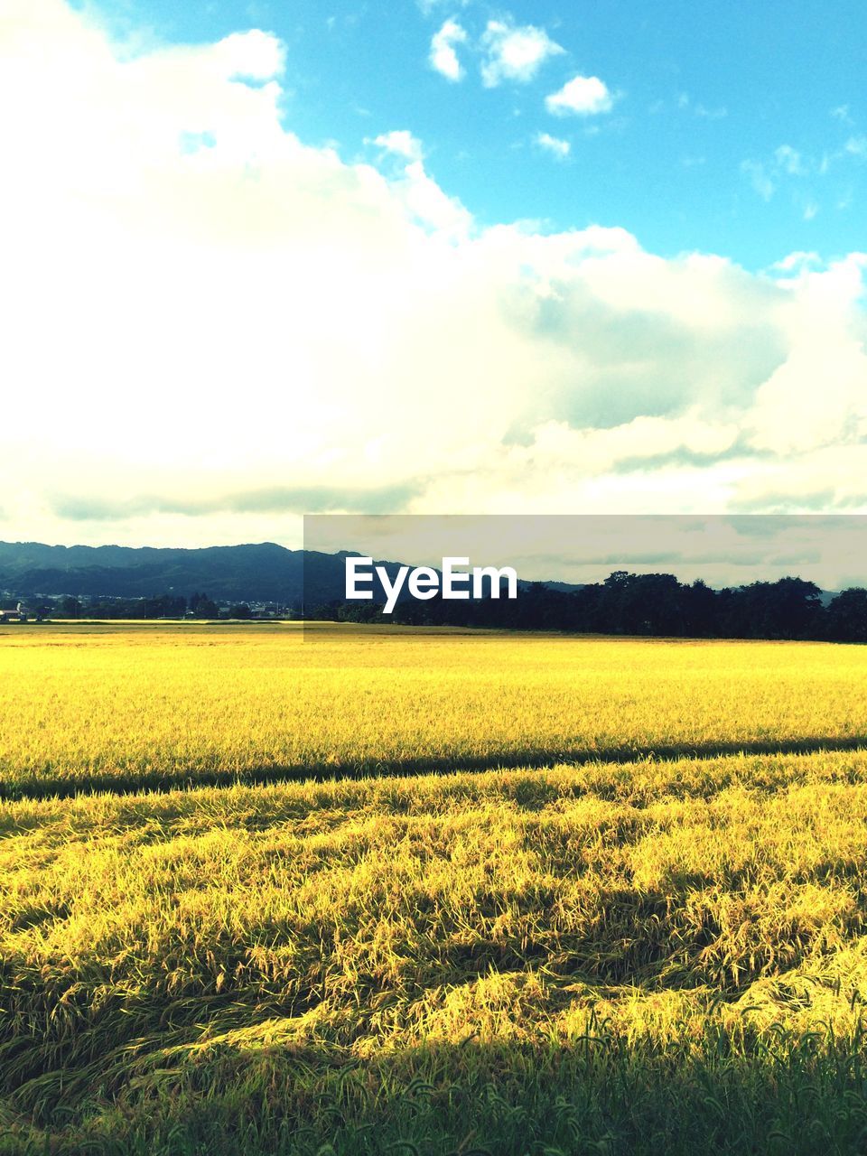 Grassy field against sky on sunny day