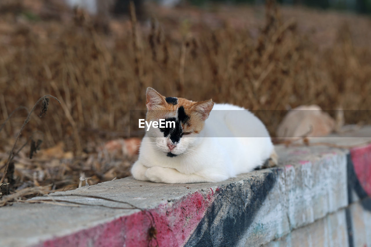 CAT SITTING ON A WALL