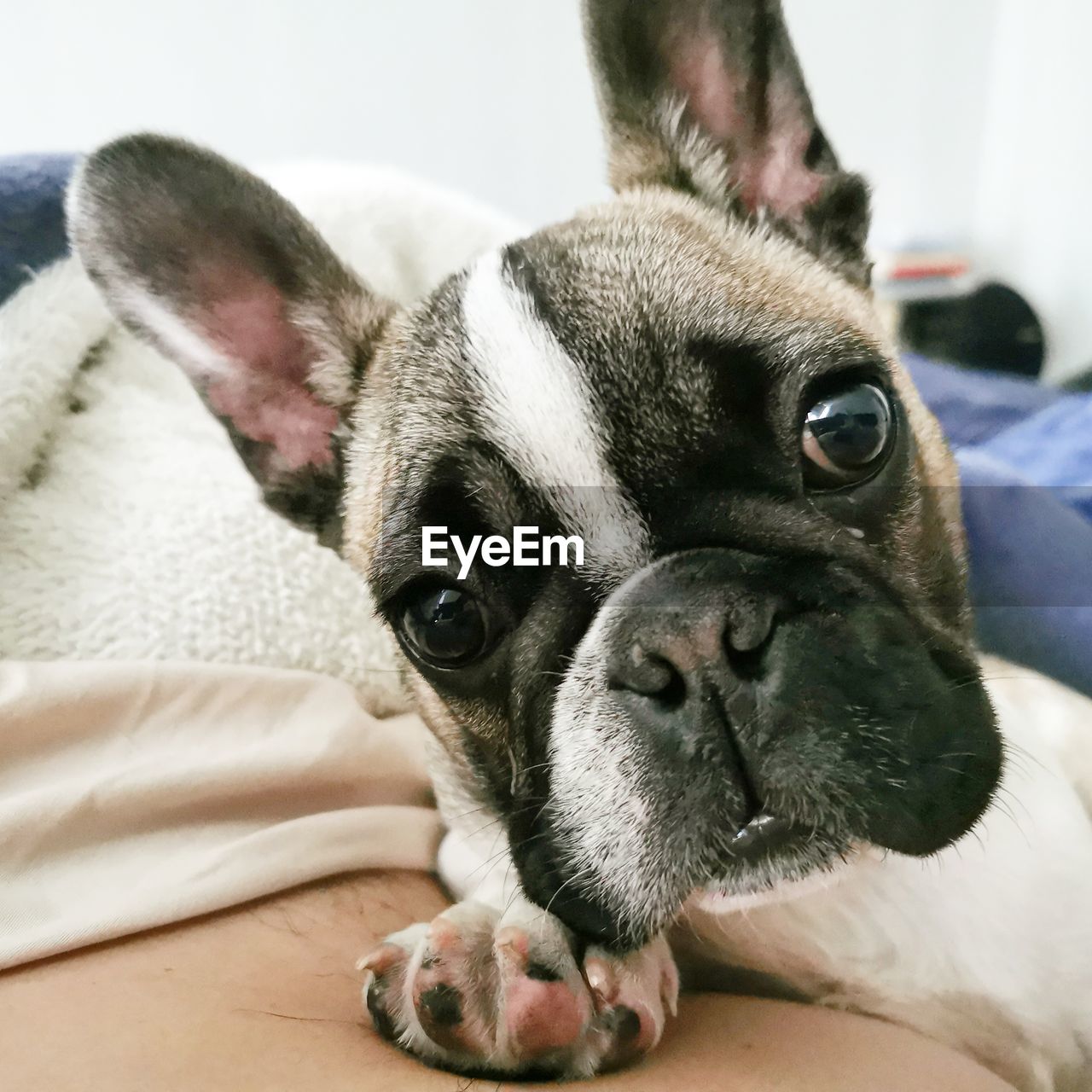 PORTRAIT OF DOG