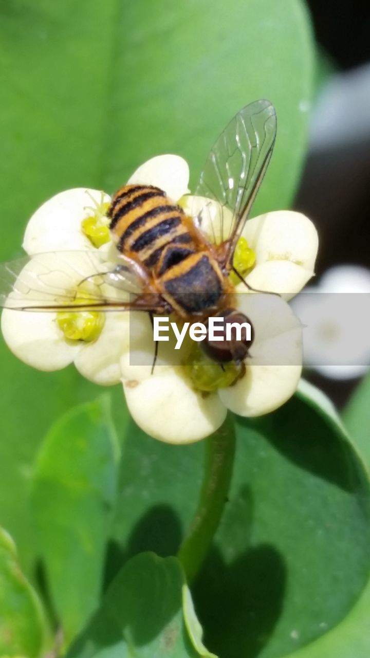 CLOSE-UP OF BEE ON PLANT