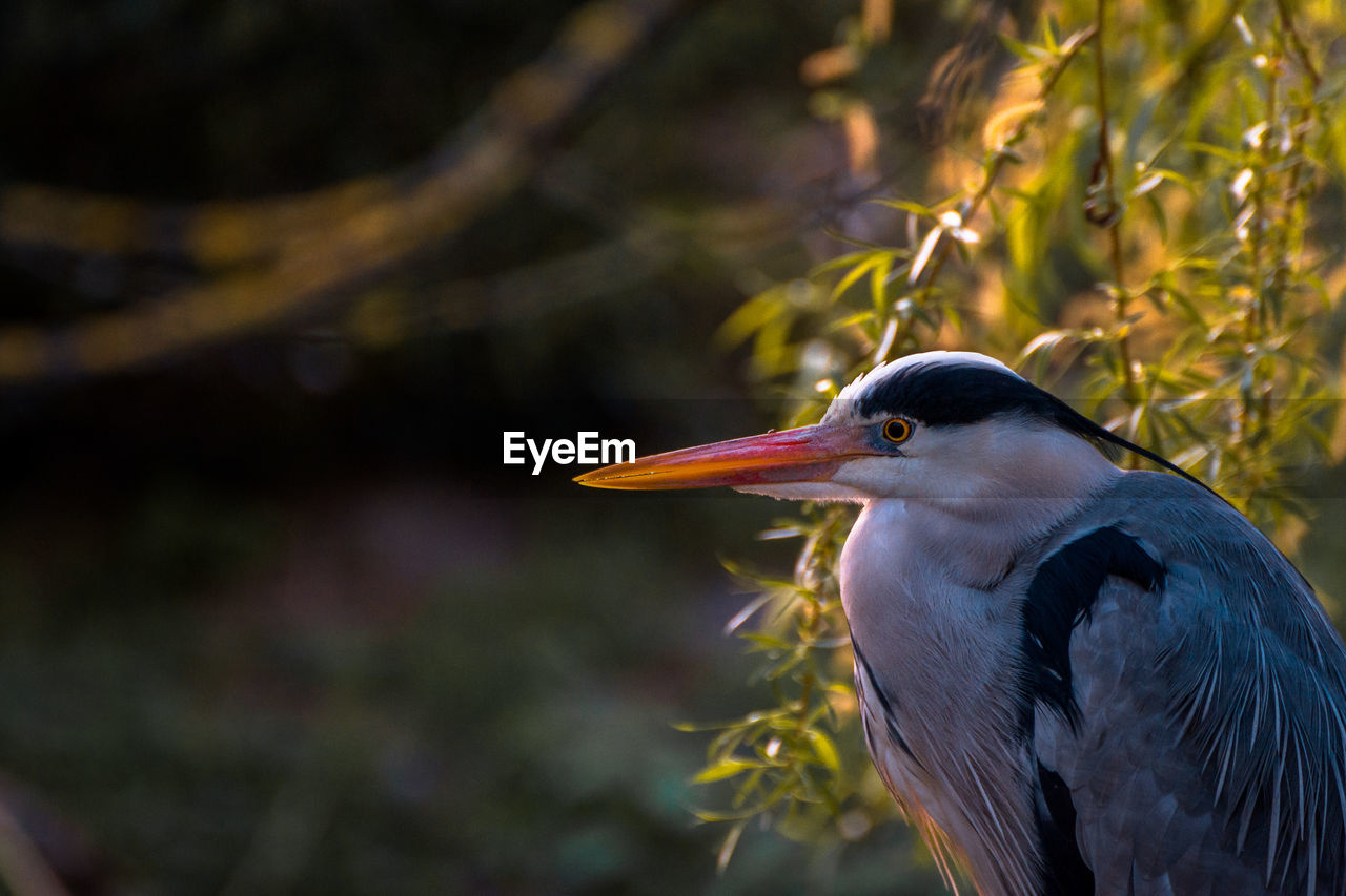 Close-up of gray heron