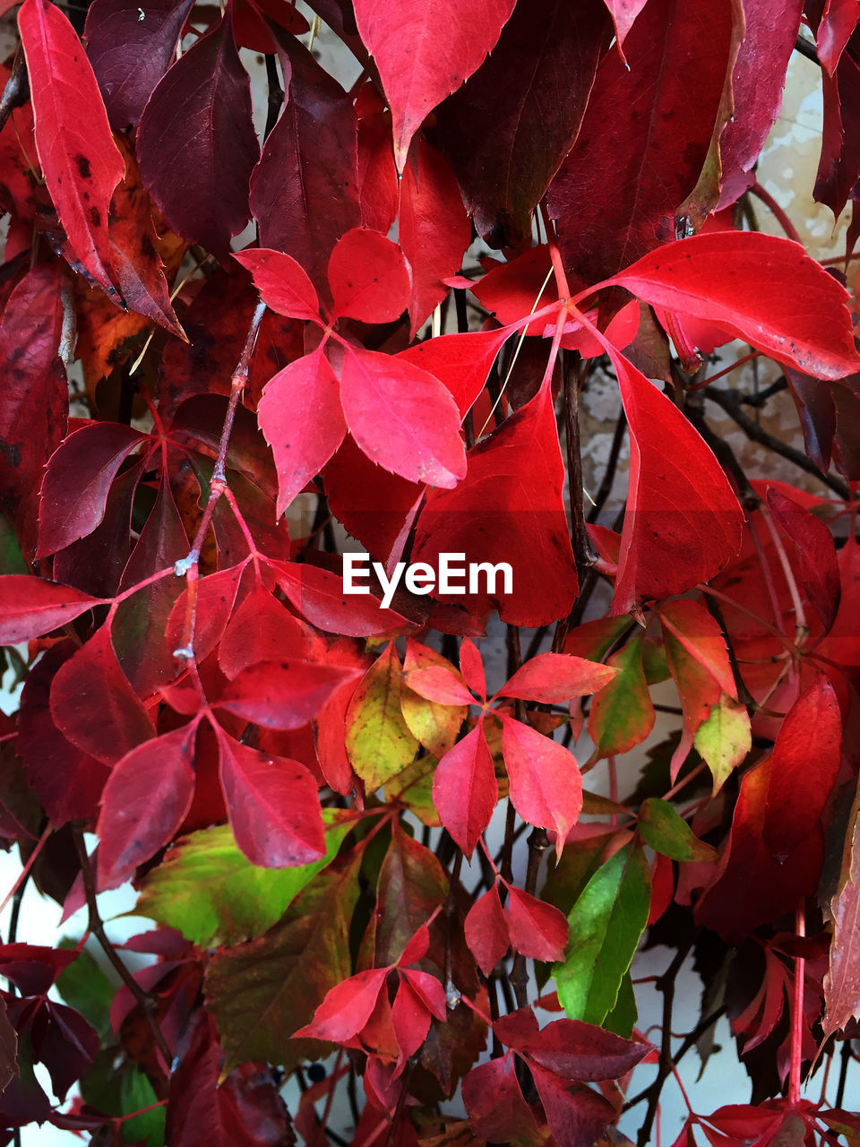 FULL FRAME SHOT OF LEAVES ON TREE