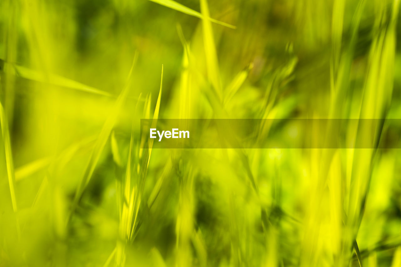 FULL FRAME SHOT OF FRESH GREEN GRASS