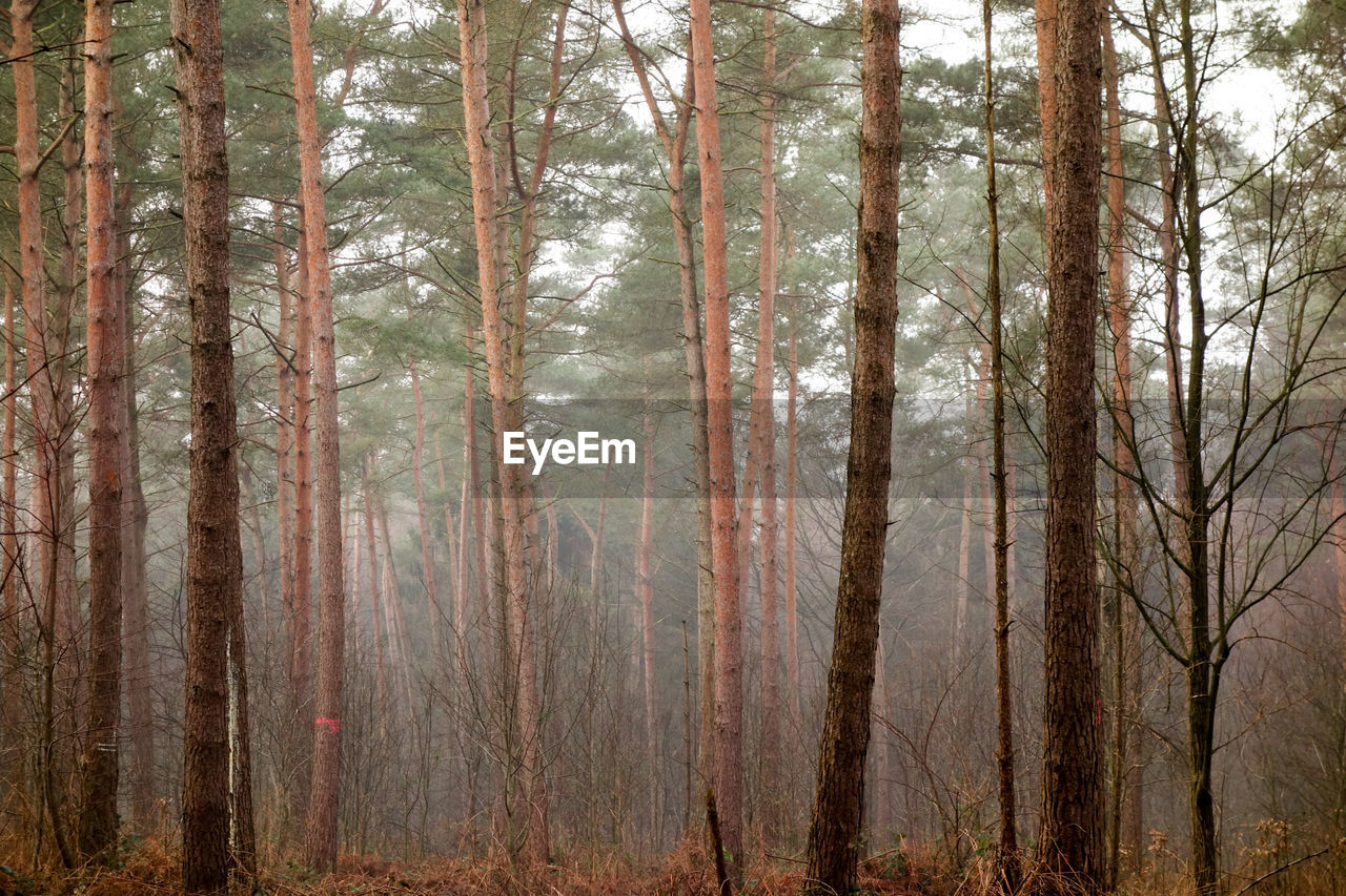 PINE TREES GROWING IN FOREST