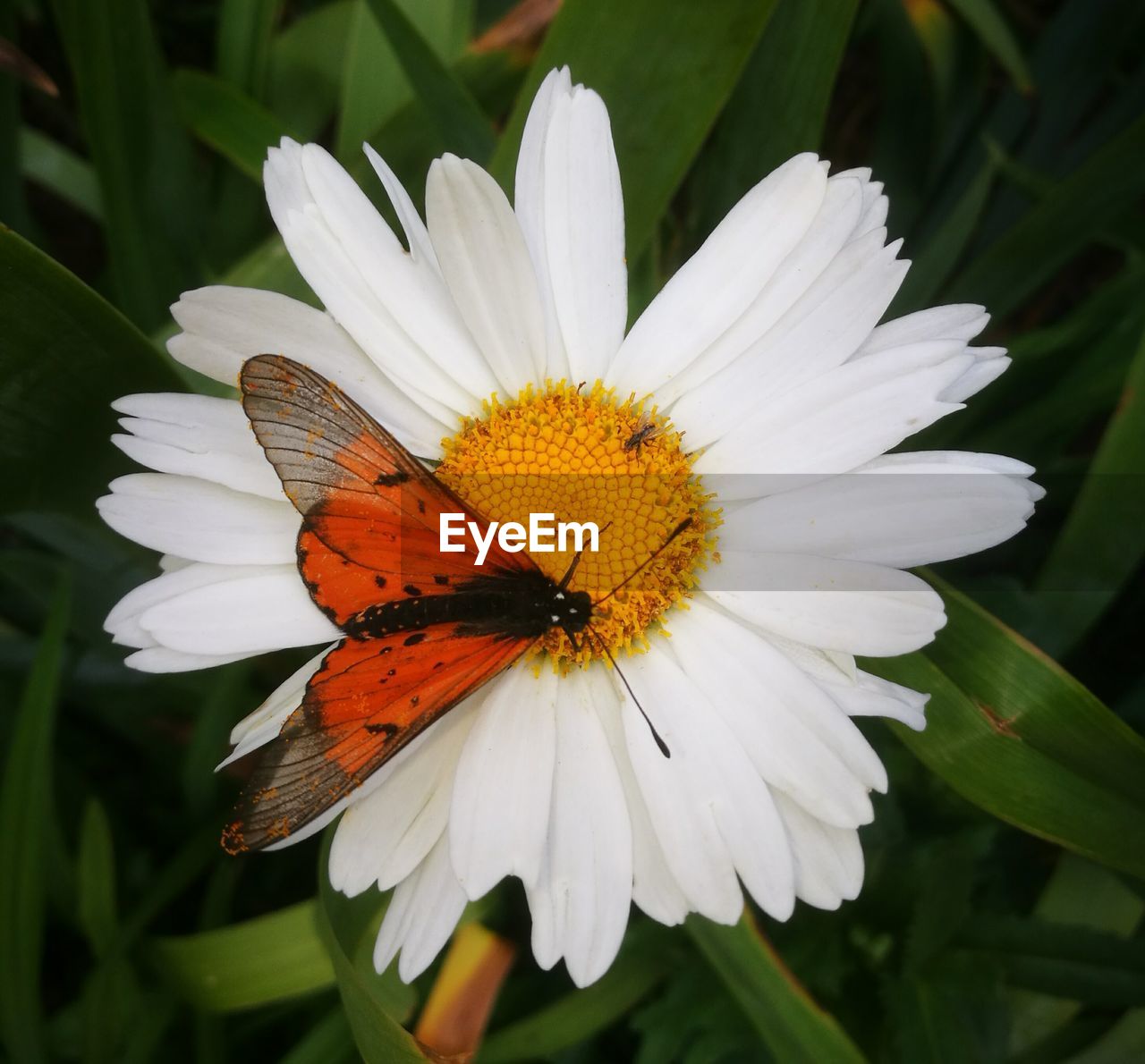 CLOSE-UP OF INSECT ON WHITE FLOWERS BLOOMING OUTDOORS