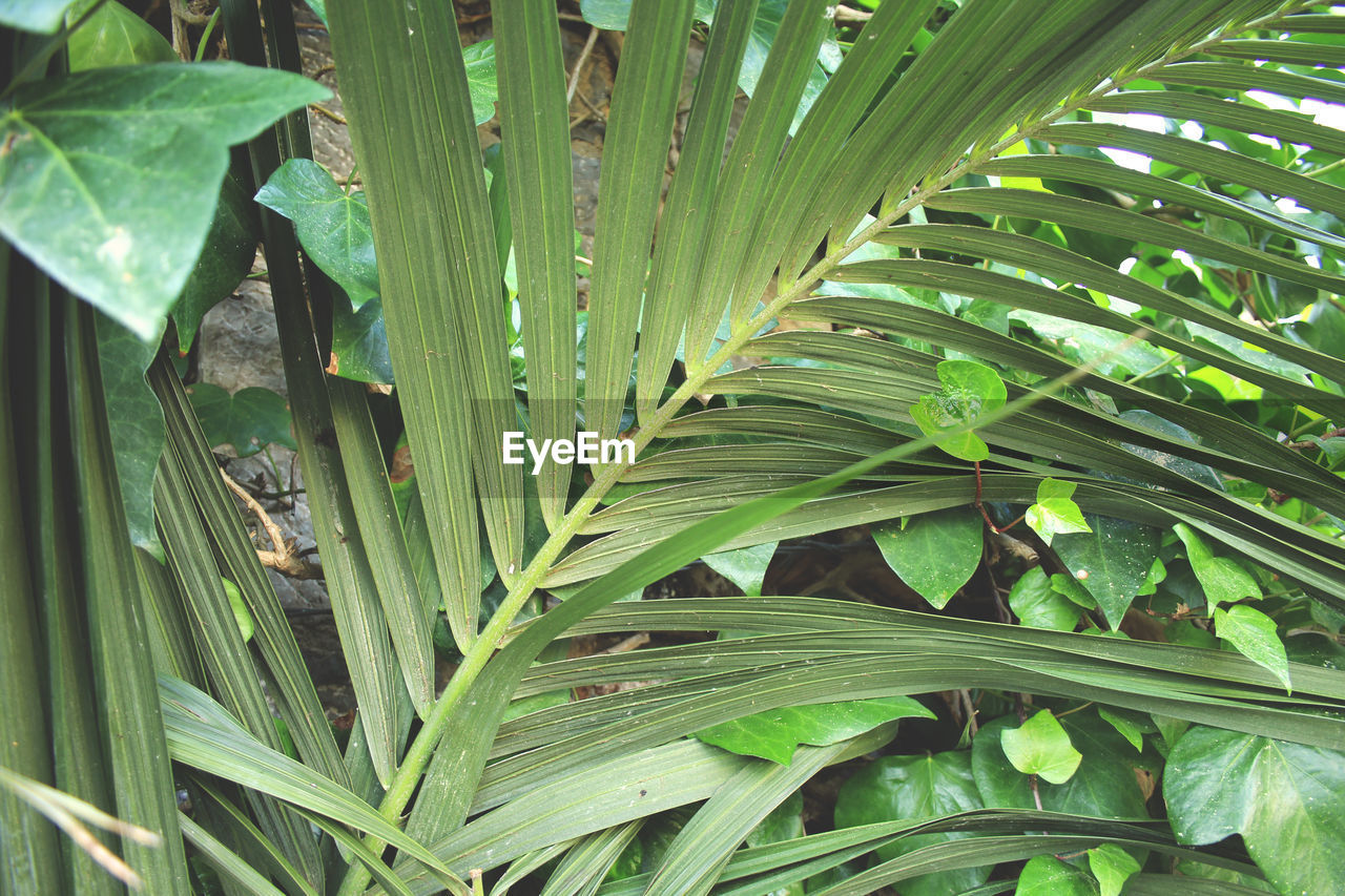 HIGH ANGLE VIEW OF FRESH GREEN LEAF ON FIELD