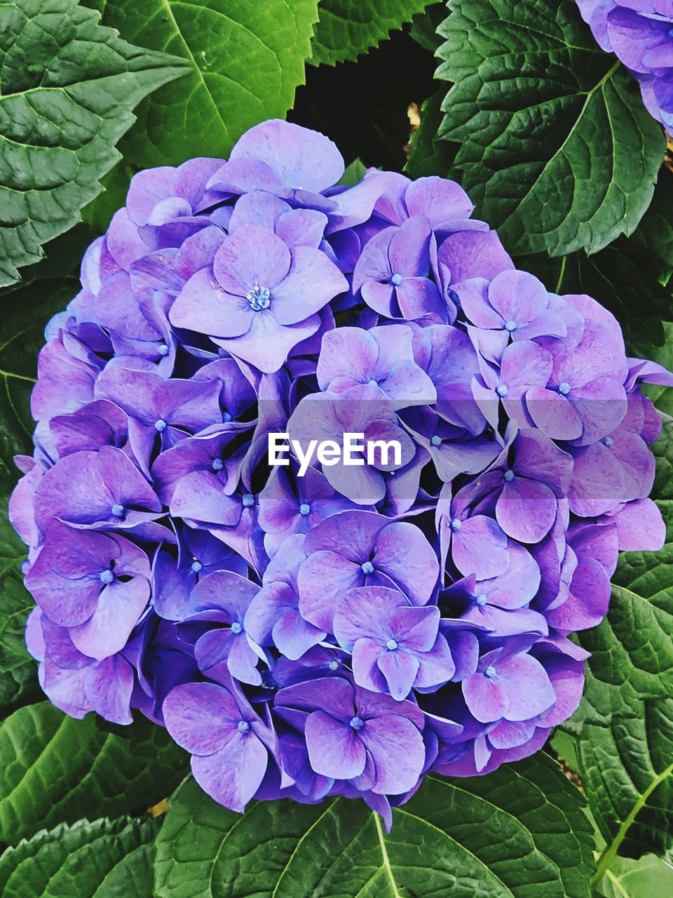plant, flower, flowering plant, beauty in nature, freshness, growth, leaf, plant part, petal, purple, fragility, close-up, nature, inflorescence, flower head, hydrangea, day, high angle view, no people, springtime, outdoors, botany, directly above, green