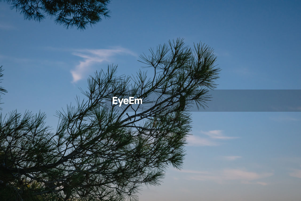 LOW ANGLE VIEW OF SILHOUETTE TREES AGAINST SKY