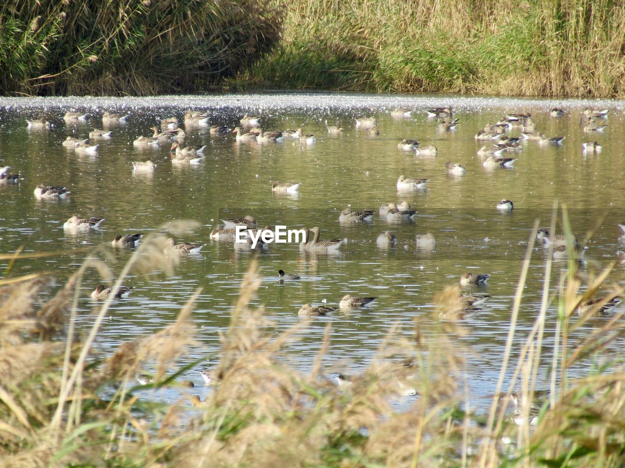 BIRDS IN LAKE