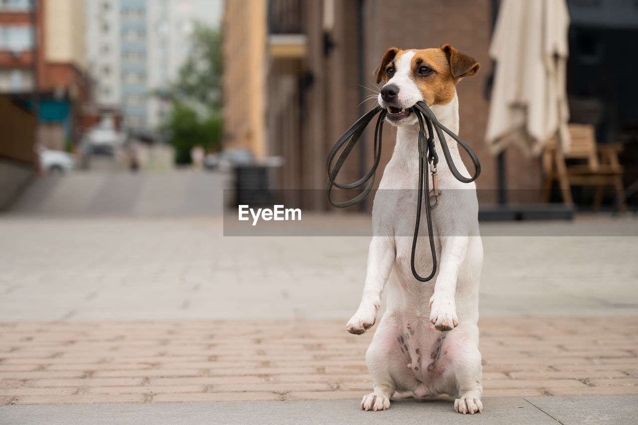 low section of man with dog standing on street