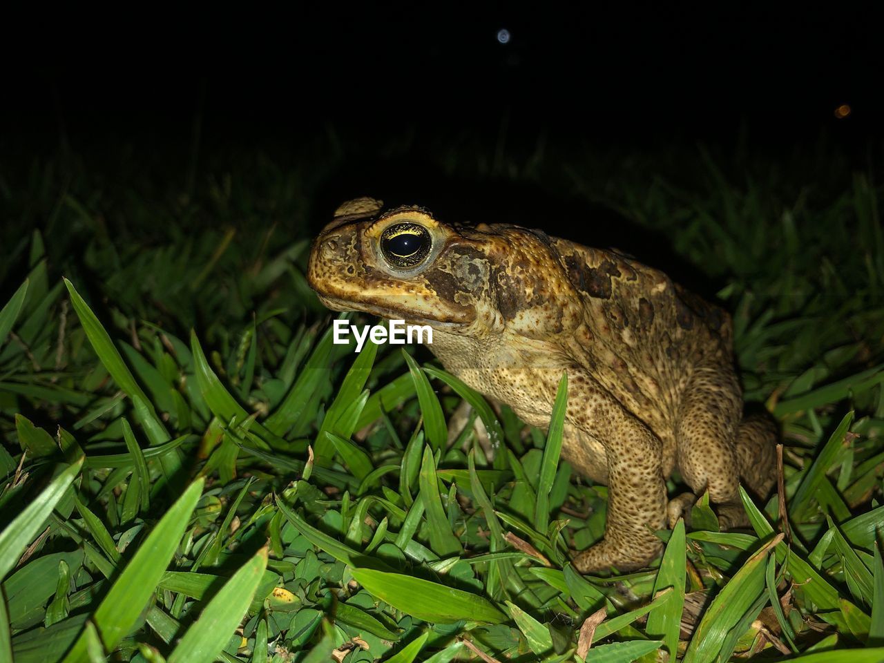 CLOSE-UP OF A LIZARD ON LAND